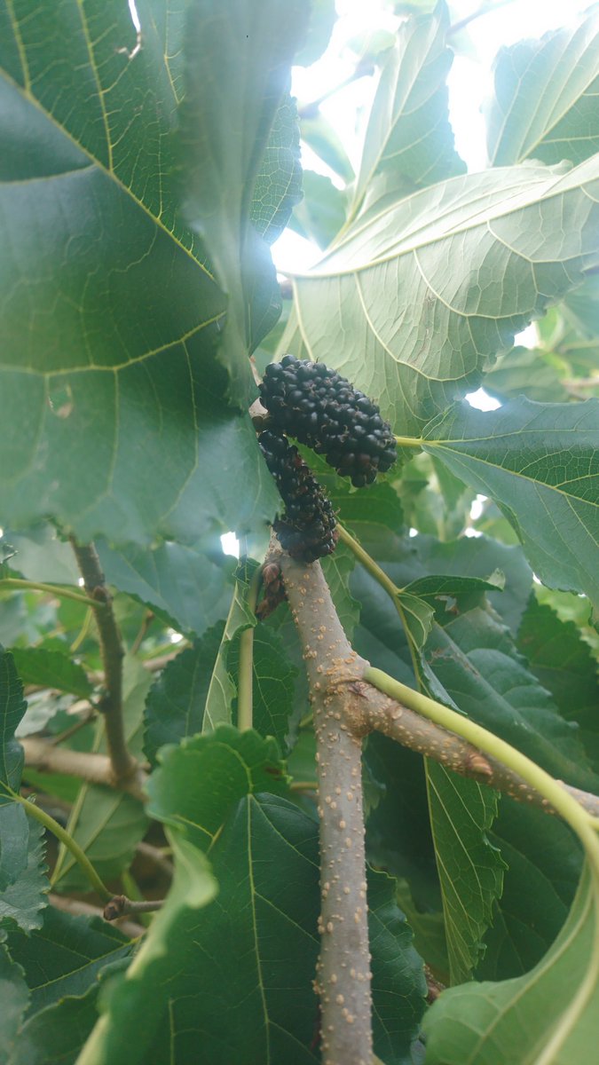 andrifigfarm's tweet photo. Panen tipis2 Si berry lumayan manis...
#mulberry
#murbei
#bibit
#tanaman https://t.co/lUqmhkRxcC