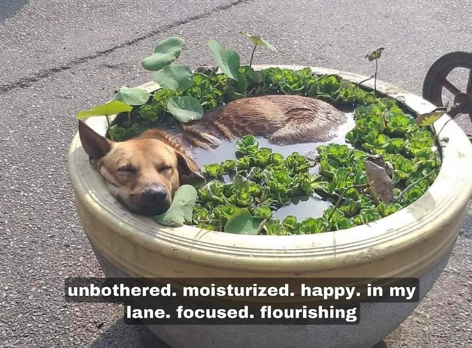 thegallowboob's tweet photo. simple life goals really https://t.co/5Fu9wqcY9I