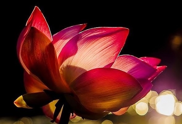 addyiceangel's tweet photo. Good Evening, Night, Afternoon, Morning Twitterfolk
  ✨🌸🌟🌷🦋🌼😊😇😊🌼🦋🌷🌟🌸✨ https://t.co/kMcoVBnf3z