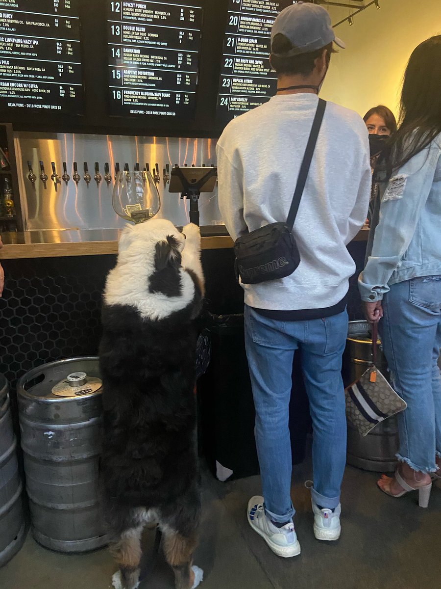 PAVDAD's tweet photo. met a cute dog at a bar last night https://t.co/ULzZRwyYnA