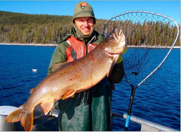 Fishes_MDPI's tweet image. #Yellowstone Lake #EcosystemRestoration: A Case Study for #InvasiveFish Management
doi.org/10.3390/fishes…
Correspondence: Todd M. Koel @YellowstoneNPS @QFCatMSU @ynpforever @MT_CGuy @USGSCoopUnits @MTIoE @TroutUnlimited @NatlParkService @NMDGF @NOAAFisheries 
#FishInvasion