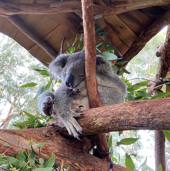 It's the first day of winter, and Jän is tucked up in the warmest part of his home. 
#winterwarmth #cosykoala #portmacquariekoalahospital