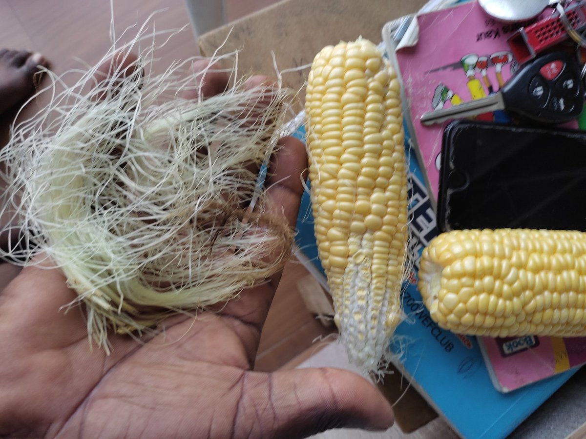 olusegunyemi's tweet photo. Corn silk is used for bladder infections, inflammation of the urinary system&amp; prostate, kidney stones, and bedwetting. It is also used to treat congestive heart failure, diabetes,high blood pressure, fatigue, and high cholesterol levels. Maize: @oluwafunmillion  sweet corn.@woye1 https://t.co/ZBYf8DkxHR