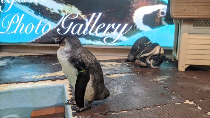 火事 豊島区池袋2丁目 ペンギンのいるbar で火事 ８羽を連れて避難で現地もネットも ほっ と安心 まとめダネ