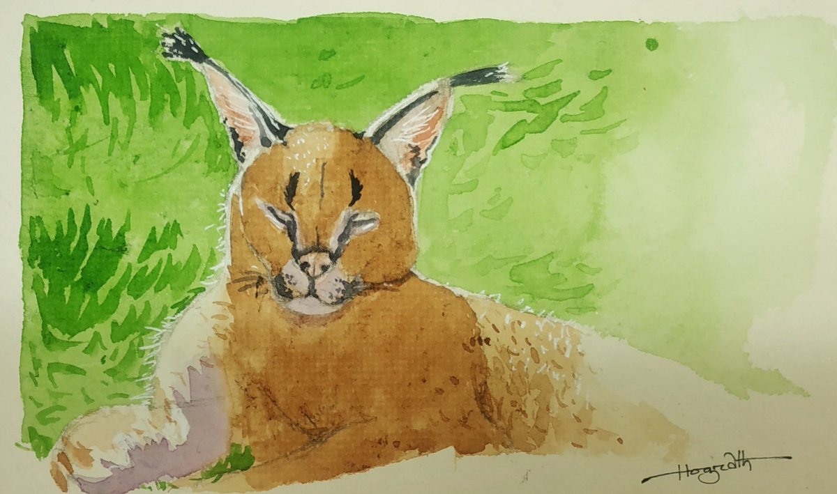 Caracal 
#art #artwork #artist #arte #artsy #caracal #cat #caracalart #catart #bigcat #bigcatart #sketch #sketchbook #drawingbook #drawing #conceptart #conceptartist #illustration #watercolorart #watercolorartist #draw #animalart #animallover #rescueanimals #artlover #traditional