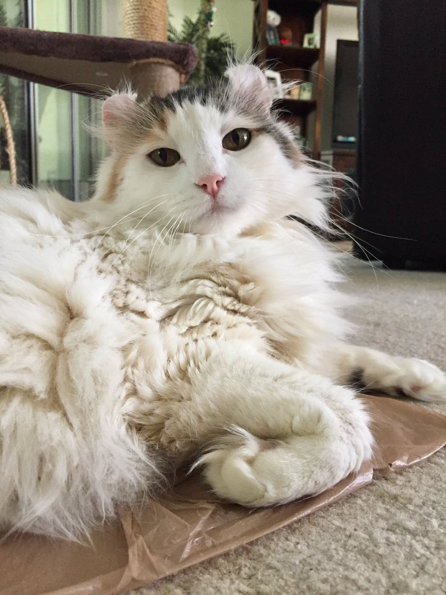 Good morning!! I think I haz a bad hair day today!! Oh well Happy Tuesday anywayz!!😸😽💕 #CatsOfTwitter #fluffytuesday