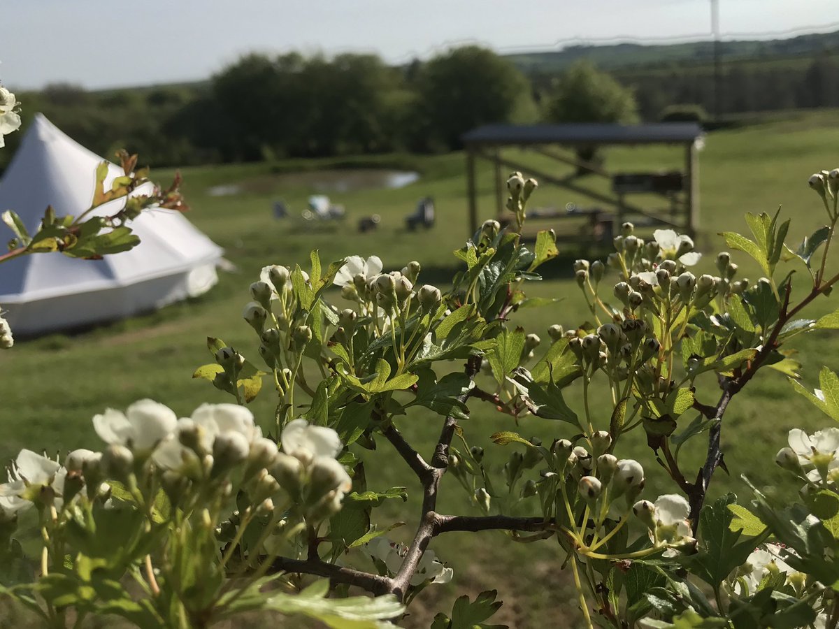 Glampsunnyhill's tweet photo. Dining shelters and fire pit benches all ready, glamping anyone #glamping #glampinguk #ukglamping #devon #northdevon #glampingdevon #glampingnorthdevon #ukstaycation #ukholiday #devongetaway #devonholiday #belltents #staycation https://t.co/RDDq4Z9sRp