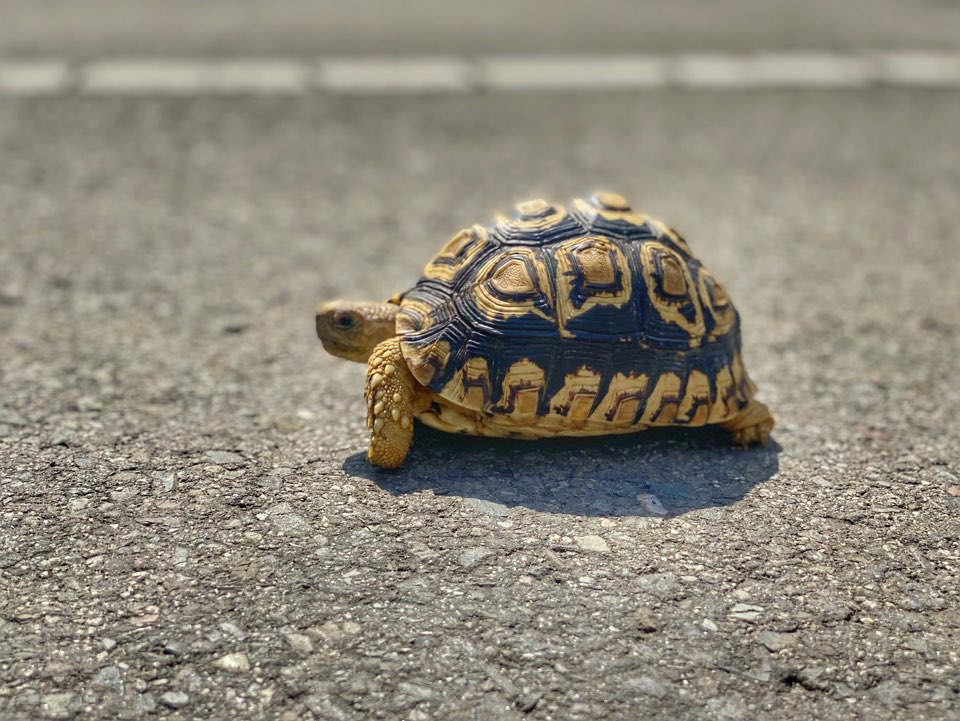 bdoec's tweet photo. 루치🐢 

#레오파드육지거북 #육지거북 #반려동물 #파충류 #Leopardtortoise #tortoise #땅거북  #Geochelonepardalis #동물조련이벤트과 #동물사육복지과 #동조과 #동사과 #동물조련이벤트학과 #동물사육복지학과 #거북이 #거북 https://t.co/vygiU6nMEL