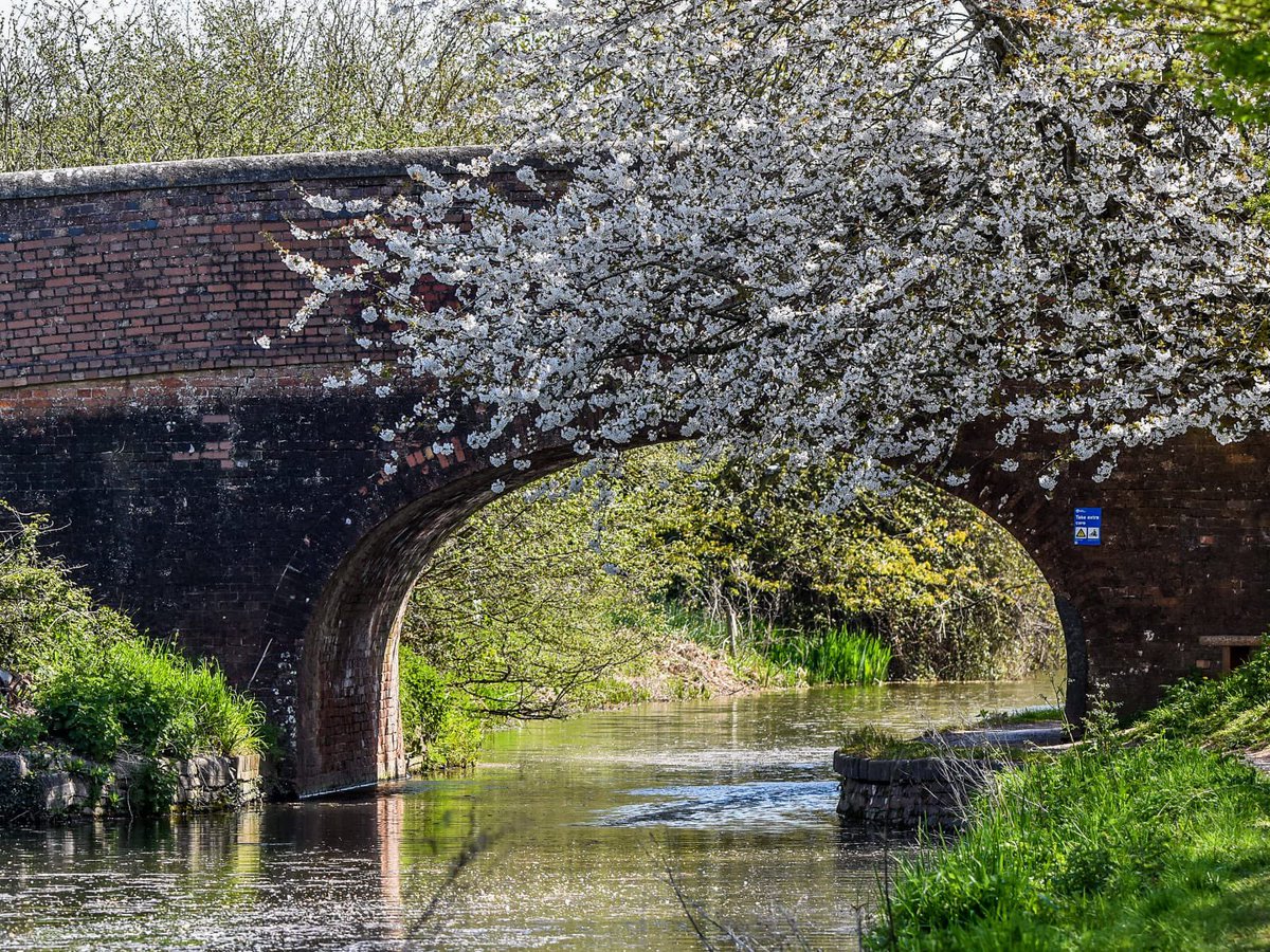 A new Month! Let’s all get our Walking Shoes on and get The Best Pictures possible! Hope you all have a fantastic Month! 📸 #NewMonth #June #June2021 #Walking #Outdoors #Canal #CanalWalks #Blossom #Tree #Bridge #Somerset #LoveForSomerset #Nikon #Sigma