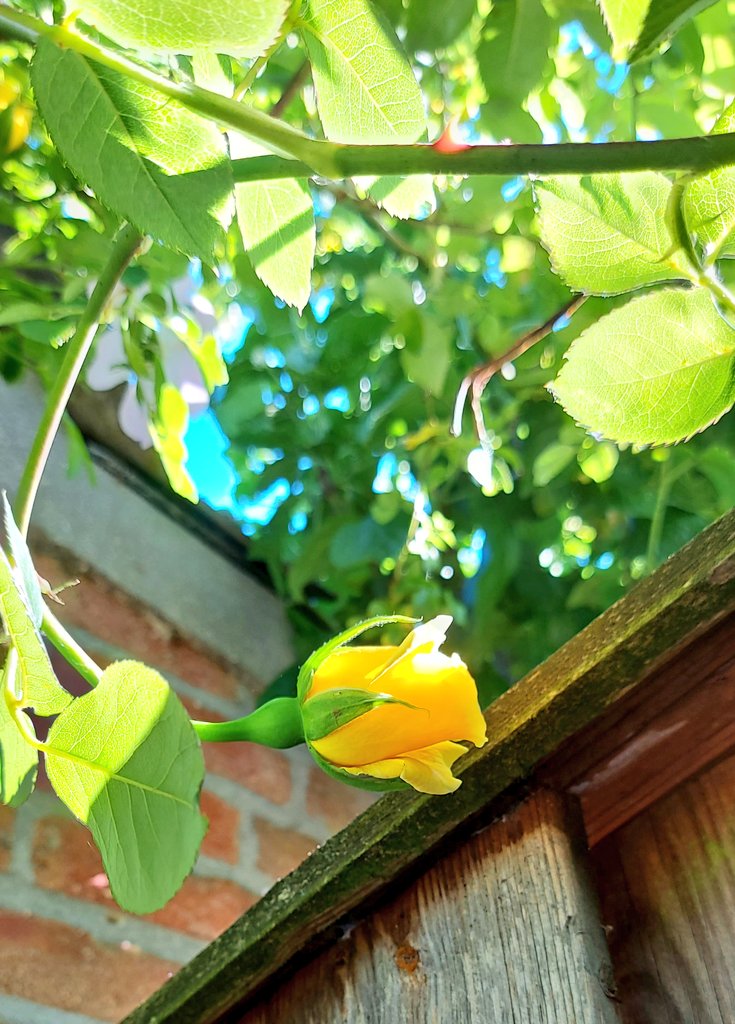 LivingCozy's tweet photo. I #Love #June because we count #Roses, We count #Blessings! Wonderful treasures in full #bloom!
For a beautiful and a blessed month of #June!
โ๏ธ๐ผ๐๐ก๐๐ผโ๏ธ
๐ธ LivingCozyGarden
#PureHappiness #BlessedAndGrateful
#GardenersWorld #YellowRoses
#Roses #JuneRoses #HelloJune https://t.co/J8SFUMbyUU