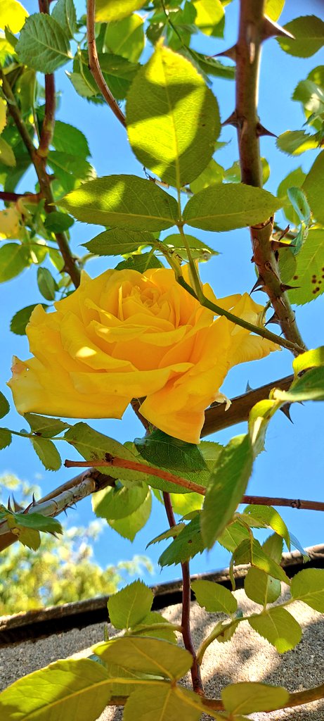 LivingCozy's tweet photo. I #Love #June because we count #Roses, We count #Blessings! Wonderful treasures in full #bloom!
For a beautiful and a blessed month of #June!
โ๏ธ๐ผ๐๐ก๐๐ผโ๏ธ
๐ธ LivingCozyGarden
#PureHappiness #BlessedAndGrateful
#GardenersWorld #YellowRoses
#Roses #JuneRoses #HelloJune https://t.co/J8SFUMbyUU