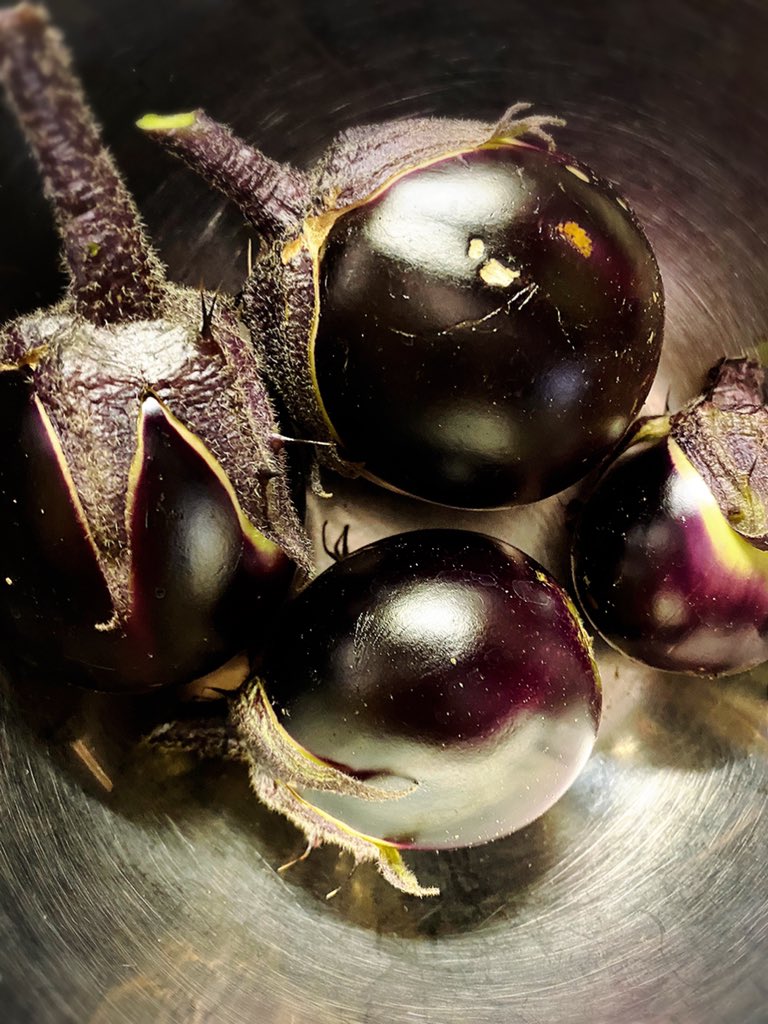 おか えり 岡部恵理 賀茂茄子の1番果を摘む コロコロしてて可愛い T Co 7wfaobgsyz Twitter