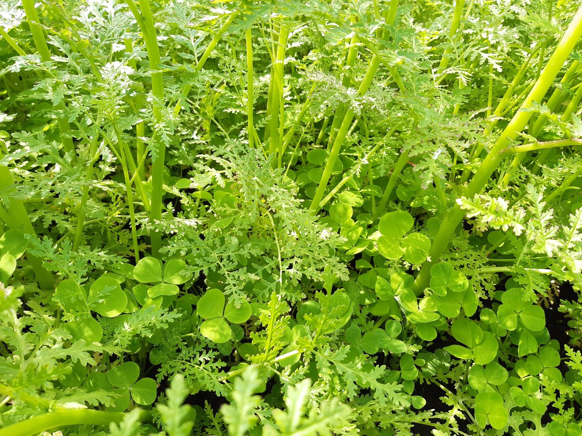 SoildiverAgro's tweet photo. Bye bye spring cover crops at Belgium!!
https://t.co/uTeKzzYWJG
#sowing #springsoil #covercrops https://t.co/hhgosH8LwH