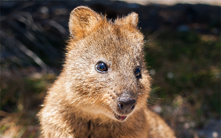 Quokka Every Hour tweet media