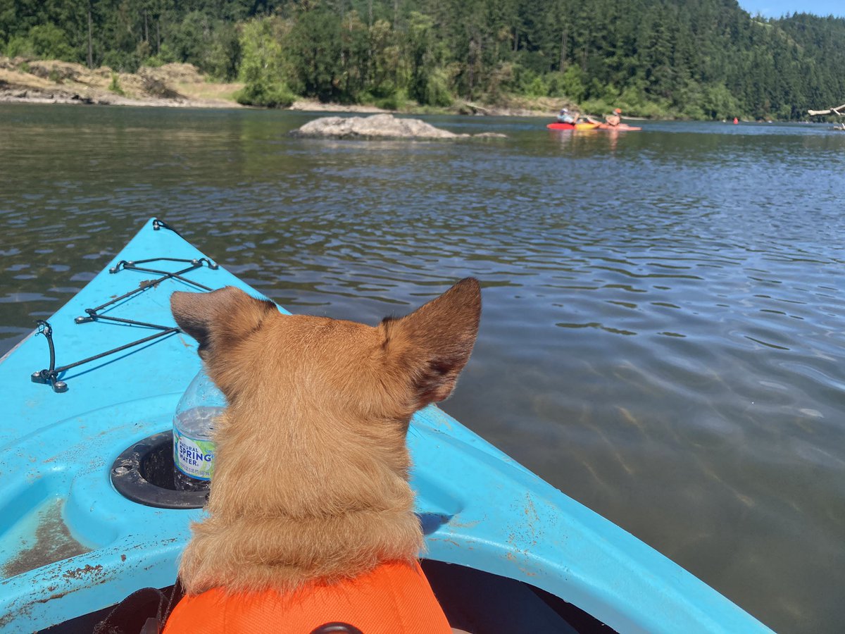 Is there anything this dog can’t do?<a href="/Sagan34/">Sagan</a> is the best! #Oregon #WestLinn #DogsWhoKayak #AwesomeDogs