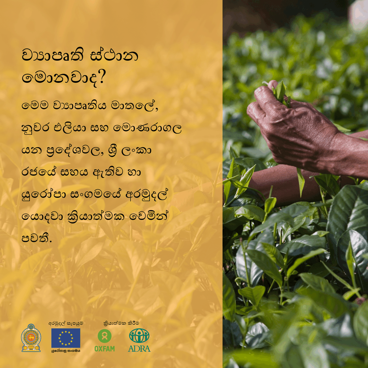 OxfamSriLanka's tweet photo. HLEAD වාර්තාව ACCEND ව්‍යාපෘතිය මගින් සිදුකරන ප්‍රයත්නයන්හි කොටසකි. නමුත් ACCEND ව්‍යාපෘතිය ය��ු කුමක්ද සහ එය කරන්නේ කුමක්ද? 

සොයා ගැනීමට ස්වයිප් කරන්න.

#HLEAD #OISL #ADRA #ACCENDProjectLK #EU #PlantationSector #DRR #WaterandSanitation #Health #GBV #Equality #WomenLK https://t.co/XvCnLZe9EK