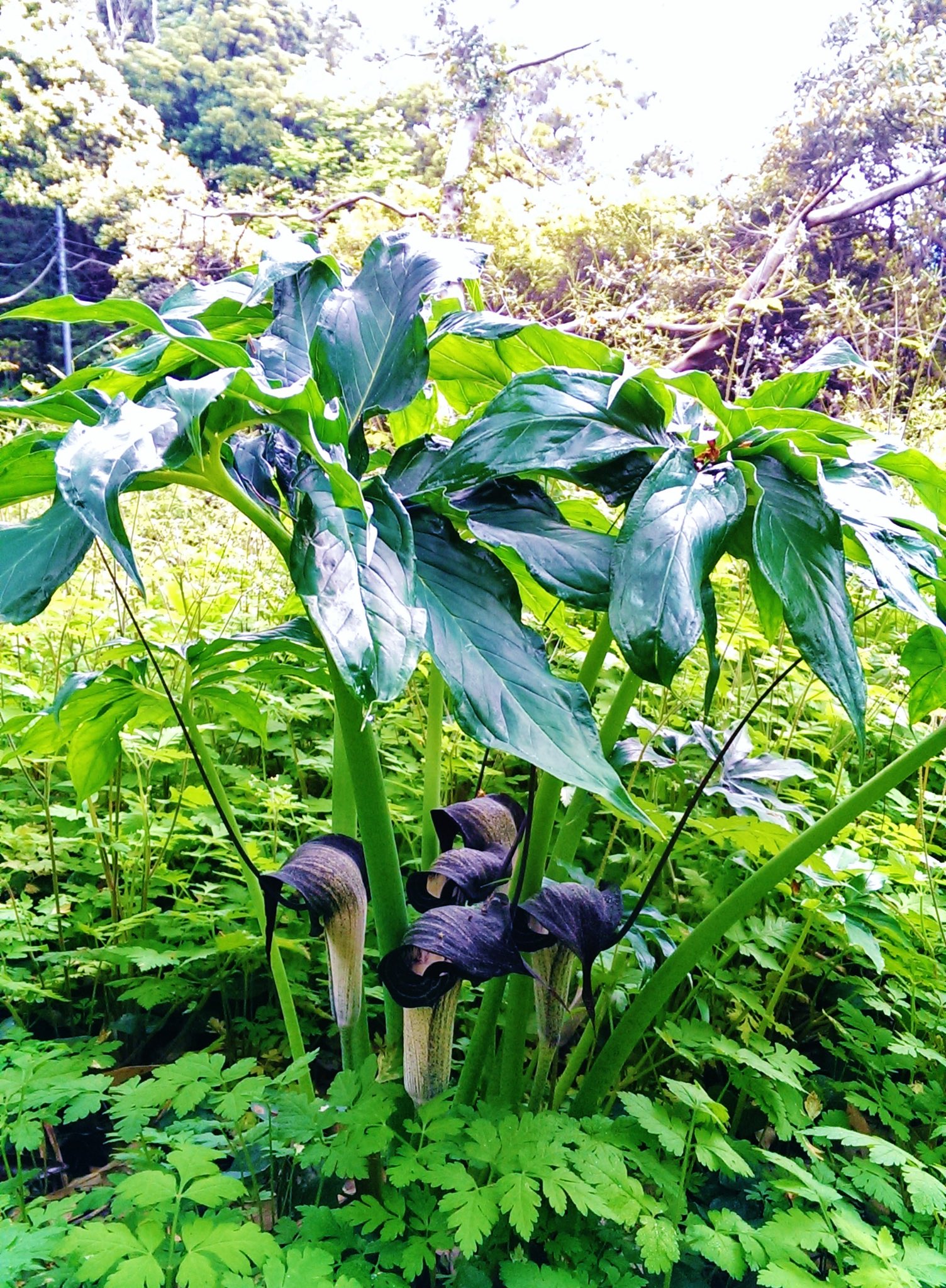 花 砂埃りの舞うこんな日だから 観音崎 の歩道橋に立つ よそゆき顔ですれ違うなら 二度と会えない方がいいのね よそゆき顔ですれ違うなら それまでだった恋 荒井由実 今日の誕生花 テンナンショウ 花言葉 あるがまま 観音崎 のテン