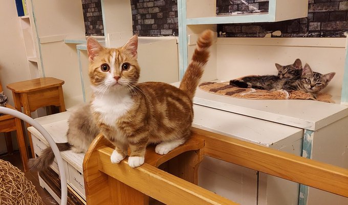 柏の猫カフェ猫の手 22nekote Twilog 柏の猫カフェ猫の手 22nekote Twilog