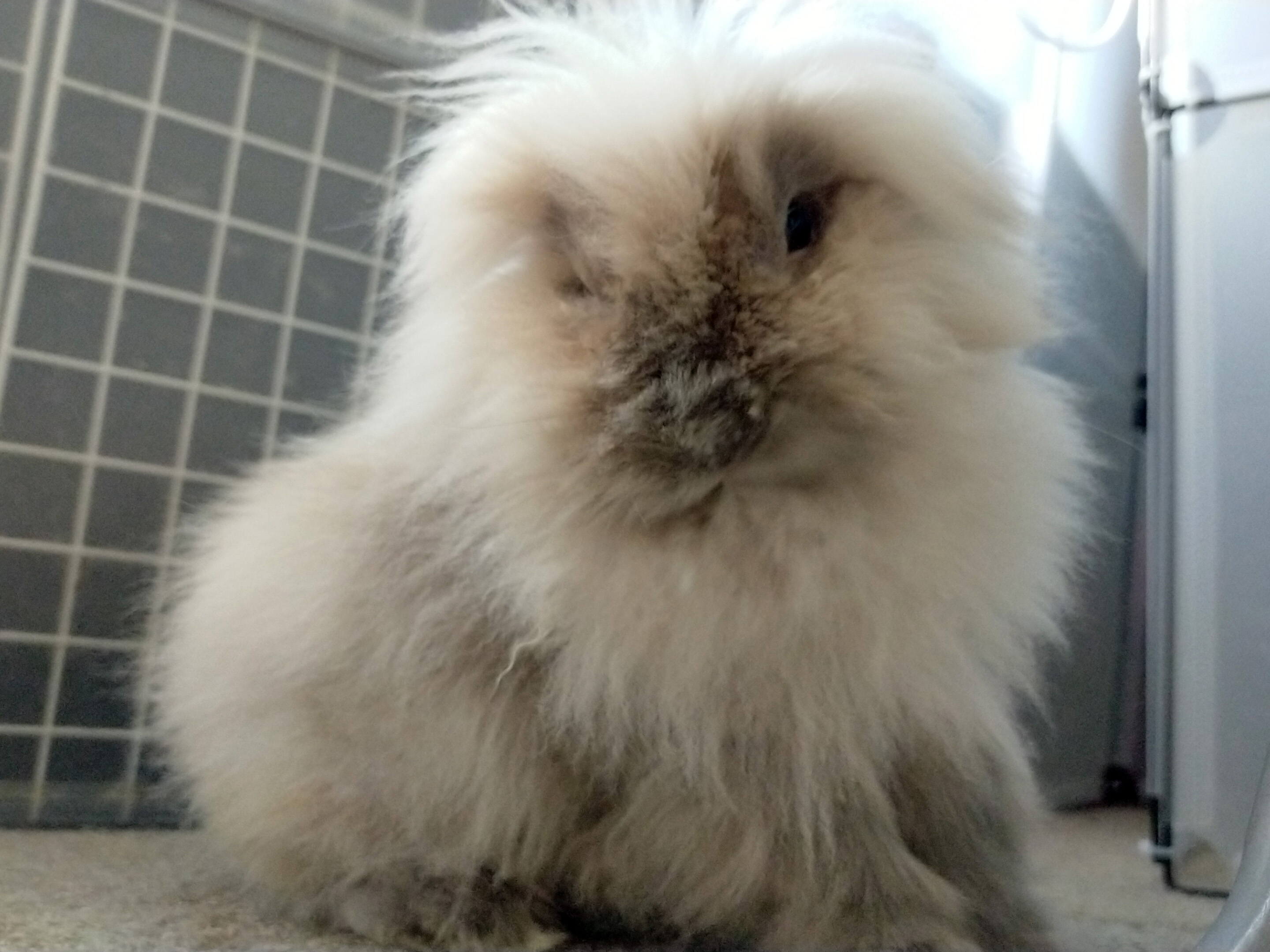 うさぎもかど 犬化する我が家のモフモフうさぎ 小雪 Koyuki Bunny Rabbit うさぎ ウサギ 兎 兔 ライオンヘッド ライオンラビット もふもふ T Co 1ex5luamem Twitter