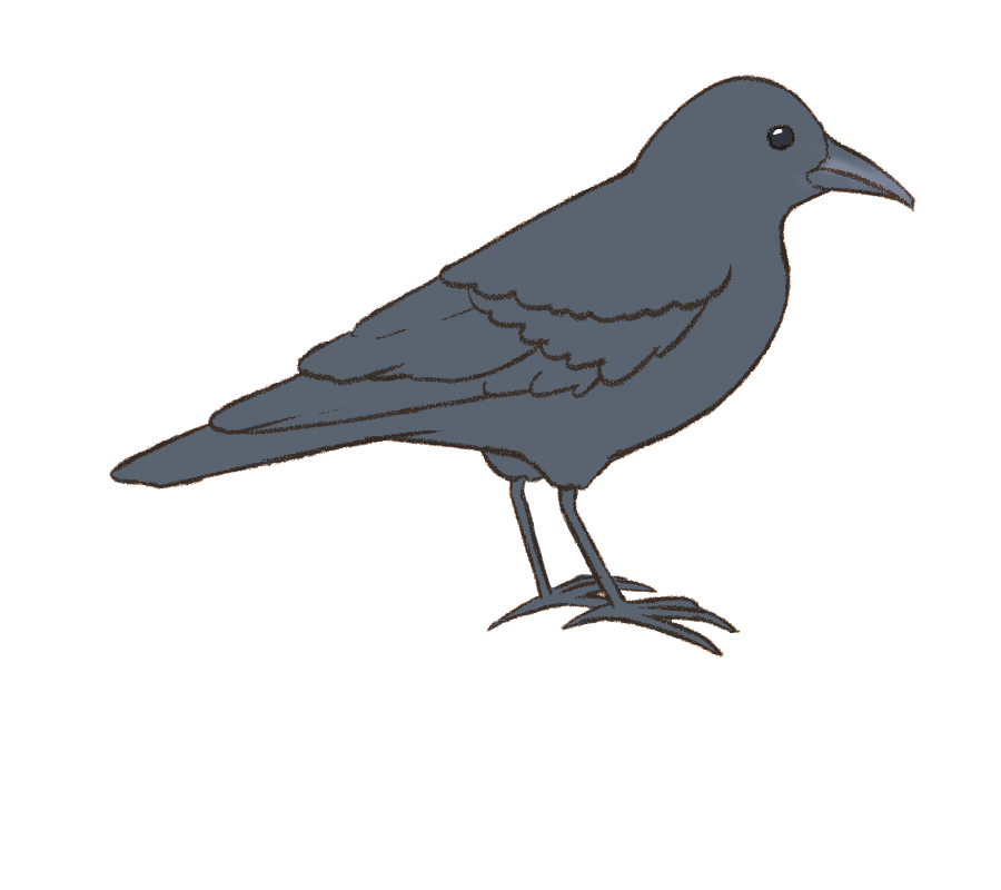 桜こより على تويتر ハシボソガラス さんです 日本では留鳥です 沖縄ではまれな冬鳥さんだそうです 農地や河川敷など 開けた場所が好きなようです 夜は人間と距離を取れる森林で たくさん集まってるそうです 鳥のイラスト図鑑