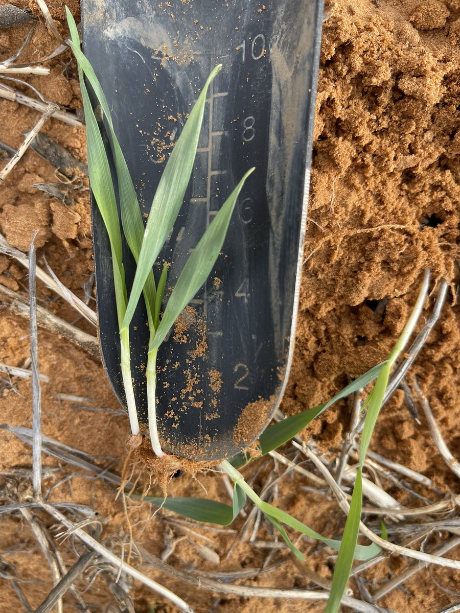 rick_rundell's tweet image. #pairedrow #paralink no probs Barley plus Trif plus Callisto in difficult NTh Mallee conditions