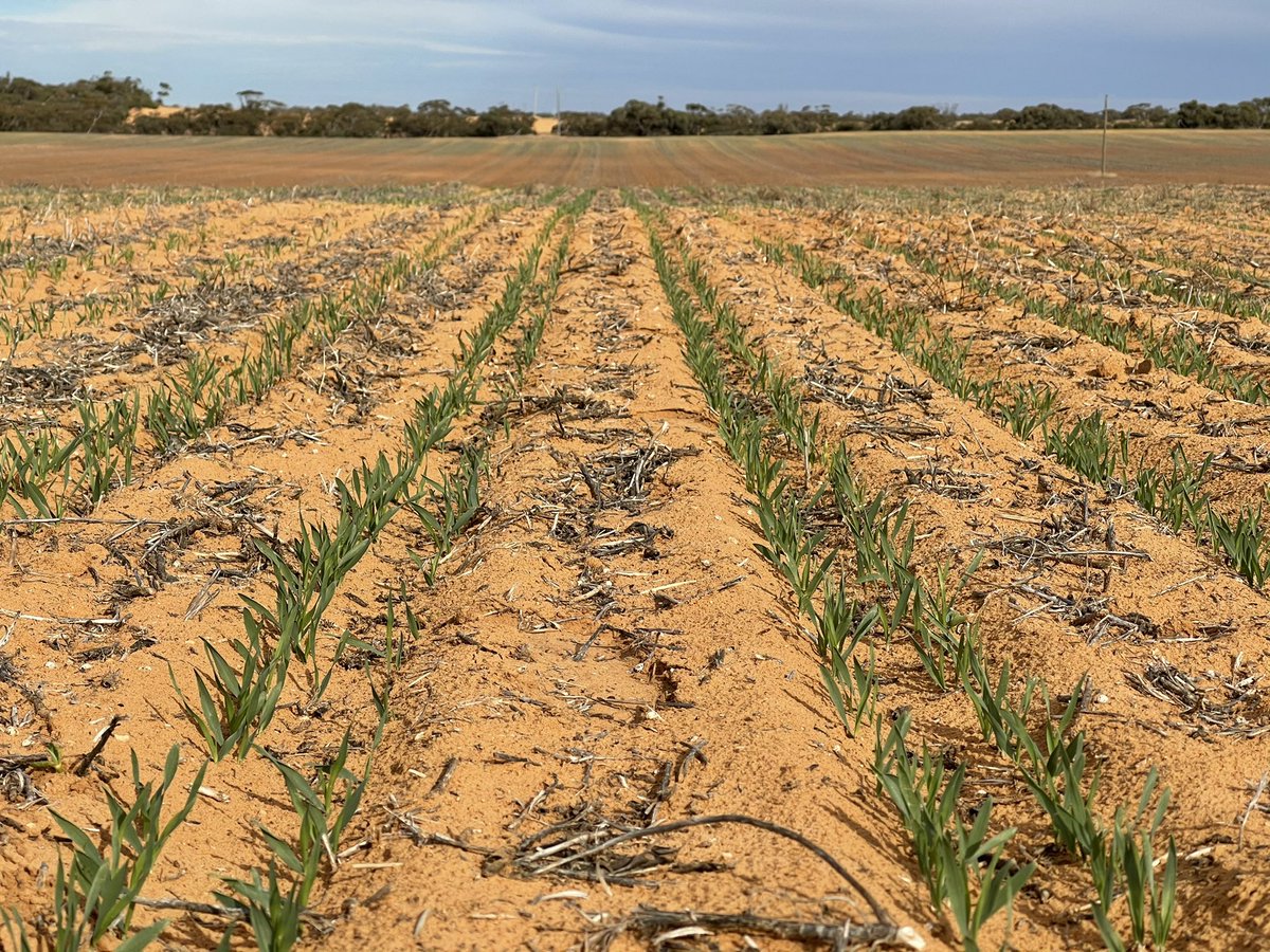 rick_rundell's tweet image. #pairedrow #paralink no probs Barley plus Trif plus Callisto in difficult NTh Mallee conditions