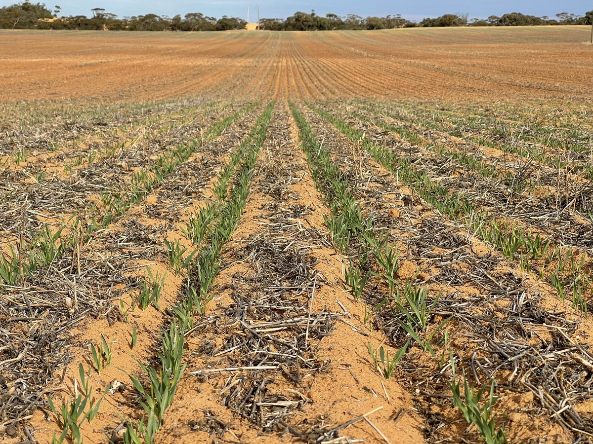 rick_rundell's tweet image. #pairedrow #paralink no probs Barley plus Trif plus Callisto in difficult NTh Mallee conditions