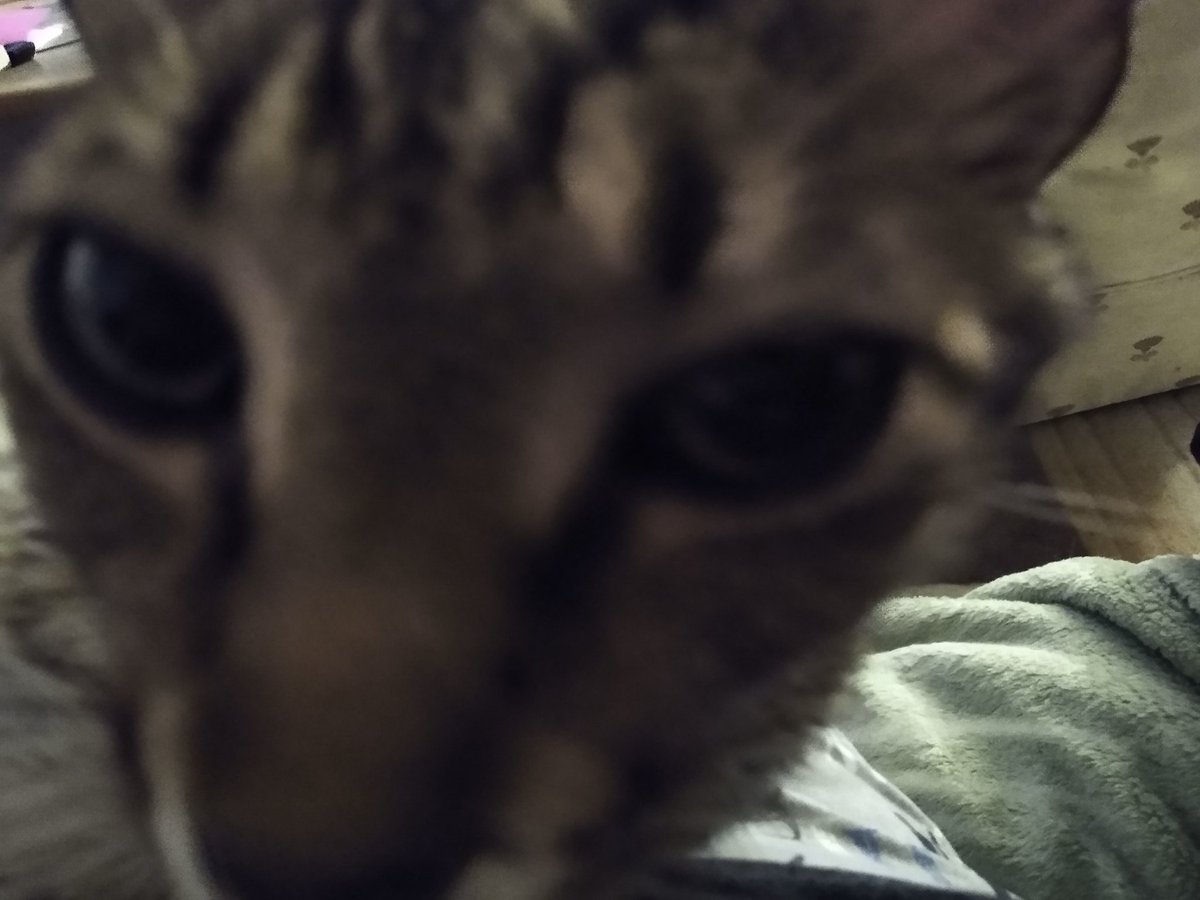 Munchie 😸🐾 tweet media