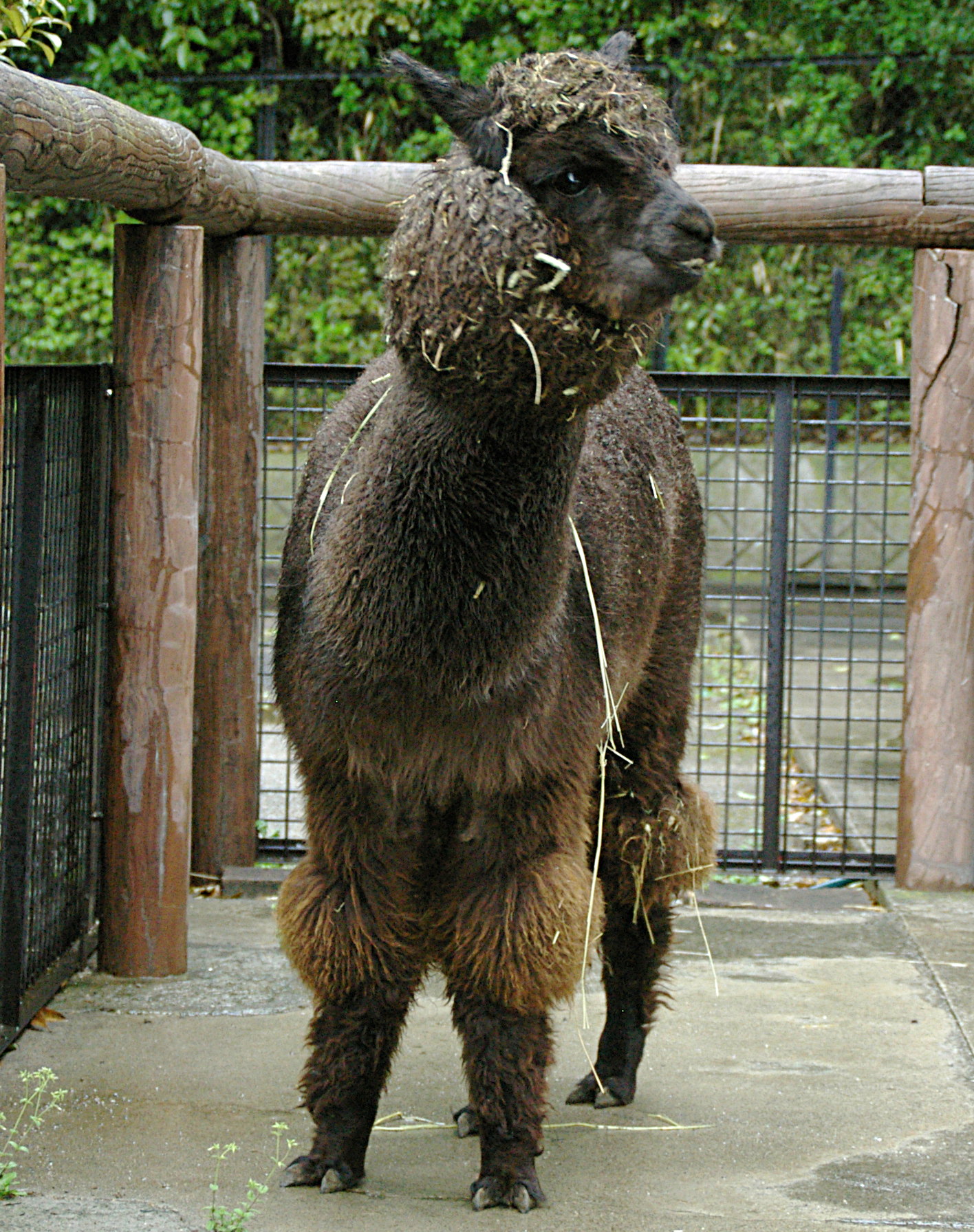 市川市動植物園 公式 アルパカ３頭の愛称が決定しました 黒 おはぎ 白 マシュ 茶 チャッピー たくさんのご投票ありがとうございました 市川市動植物園 アルパカ 愛称決定 T Co Bnaxhmiowc Twitter