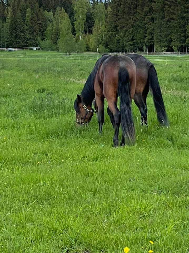 jukkaniskanen's tweet photo. Nyt alkoi kesäloma! Koelähtö
suoritettu, syksyllä starttiin. #tytötlaitumella #vihreässä #callelaladybird #leppis #ravit https://t.co/Brf8Ssmvg8