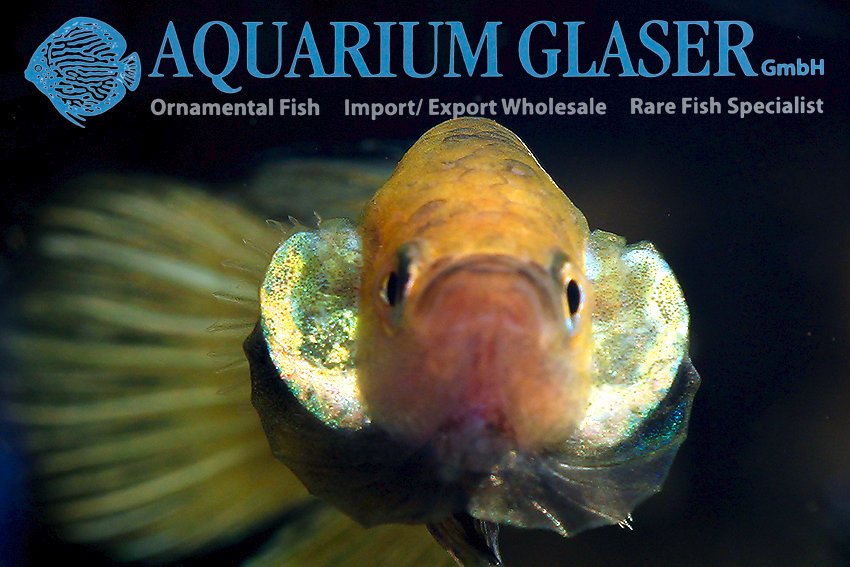 aquariumglaser's tweet photo. #Betta #splendens #Pla #kat #Yellow #cheek #Spadetail
find more details and pics @ https://t.co/kgExUnuDLM https://t.co/fjbYAmA7vu