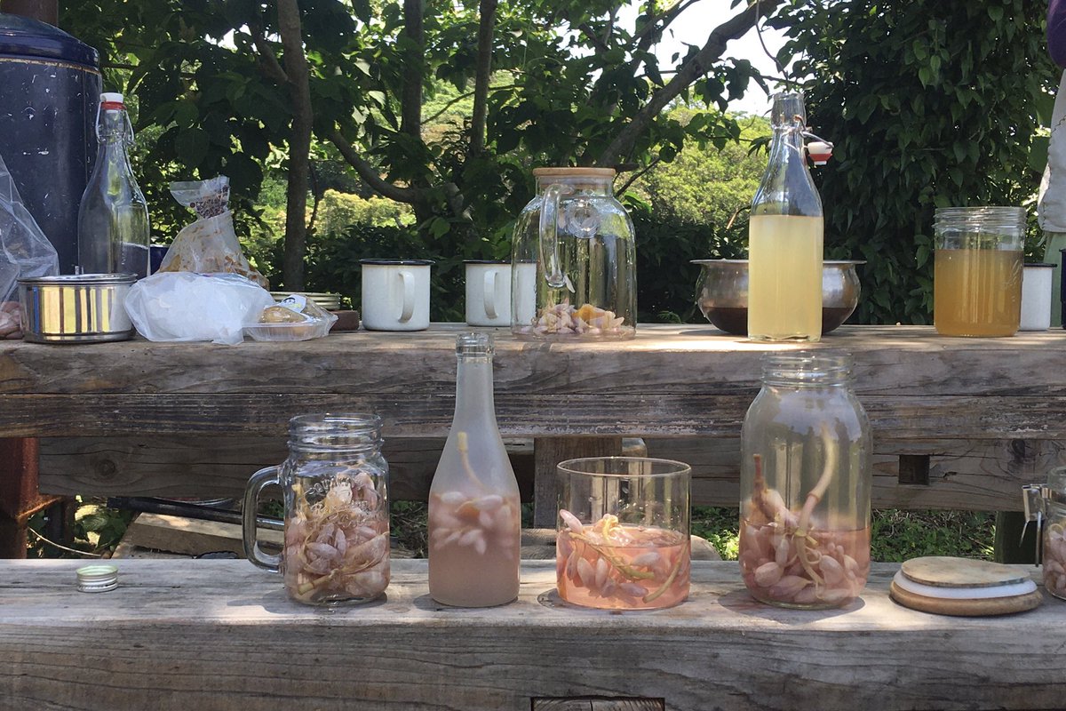 fukukyom's tweet image. 植物好き女子たちといっしょに月桃のお花を使ってコーディアルを作りました。お花と水と砂糖を一緒にに煮込みます。月桃の爽やかで甘い香りを閉じ込めたほんのりピンクのコーディアルができあがりました。
#屋久島　＃離島暮らし ＃自然の中で暮らす