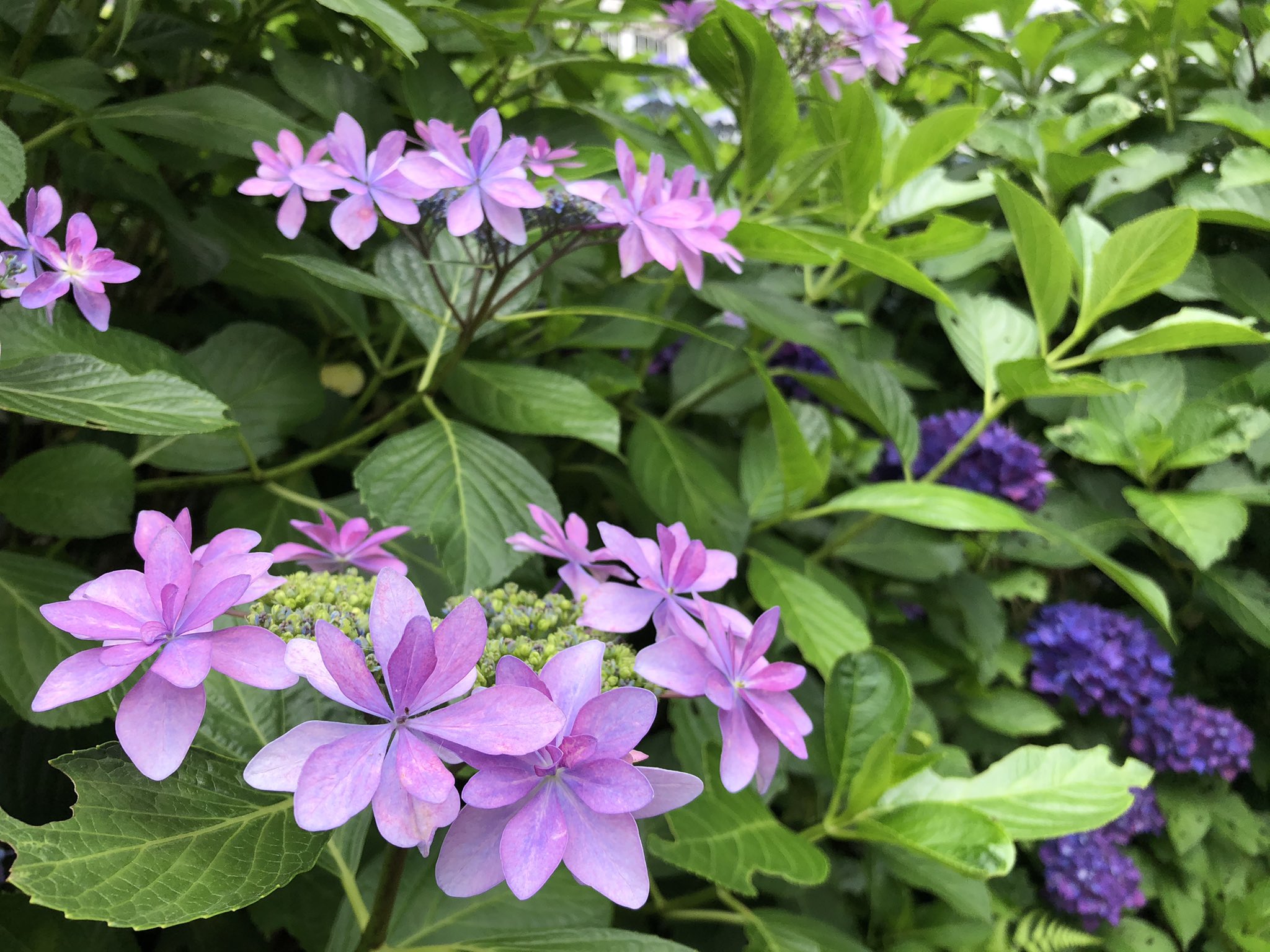 紫阳花 Twitter Search Twitter