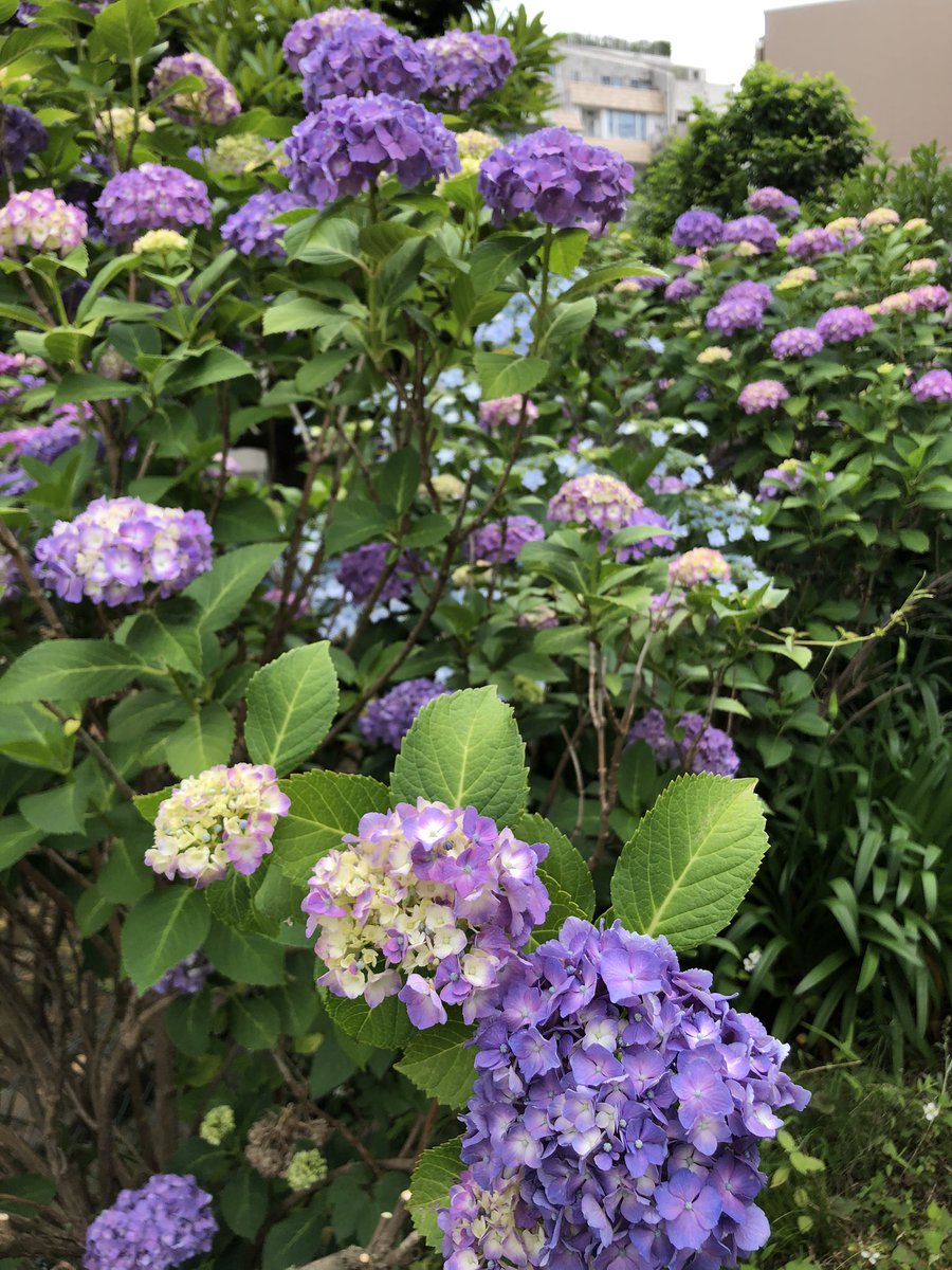 Cancelo 紫阳花no Twitter