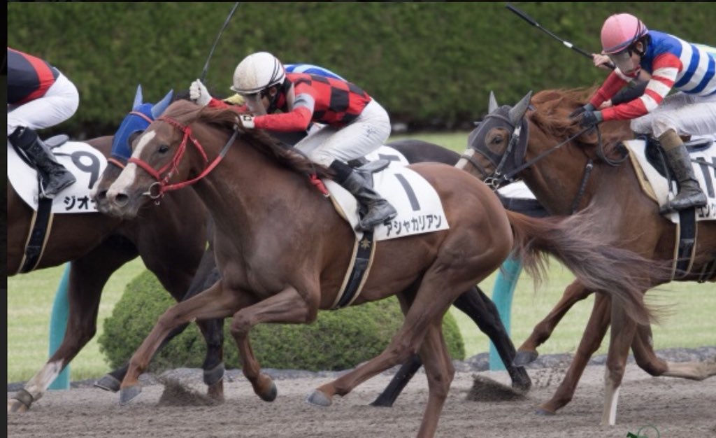 シックセーラーの半兄アシャカリアンが骨折してました…😭
あの末脚がもう見れないと思うと本当に残念です😣💦
でも命は助かって安心しました。お疲れ様でした🙇
乗馬でたくさん可愛がってもらってくださいね😭 