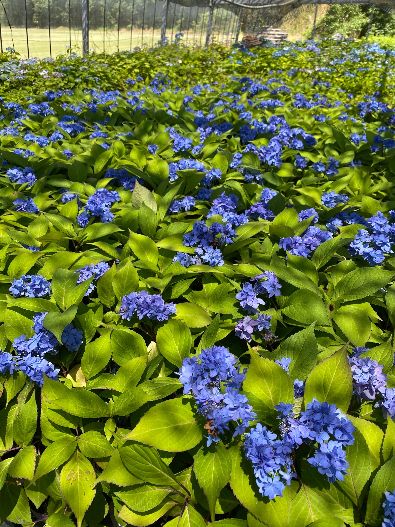 かめg 南九州植物園さんにて九重至宝 山紫陽花https T Co Vgepxf2vjm Twitter