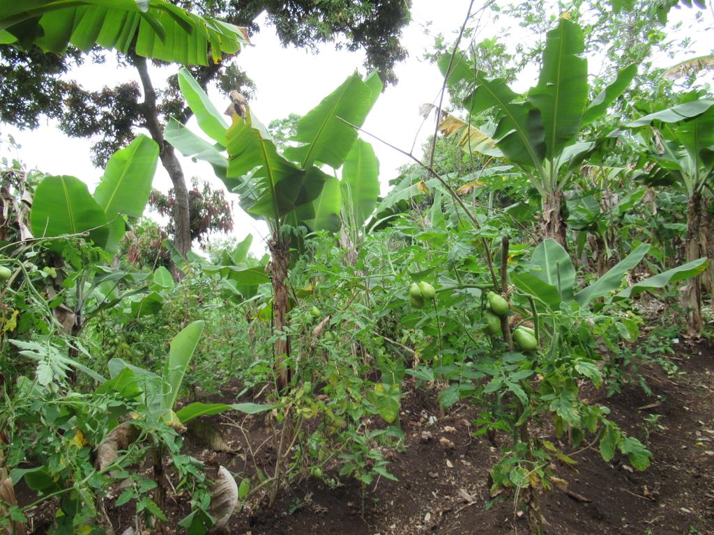 GRADAID1's tweet photo. La diversité, l'une des caractéristiques de l'agroécologie, peut garantir une amélioration parfaite de la sécurité alimentaire et de la nutrition, à partir de la conservation, de la protection et de la valorisation des ressources naturelles.
#GRADAID https://t.co/vcNeWnx4nq