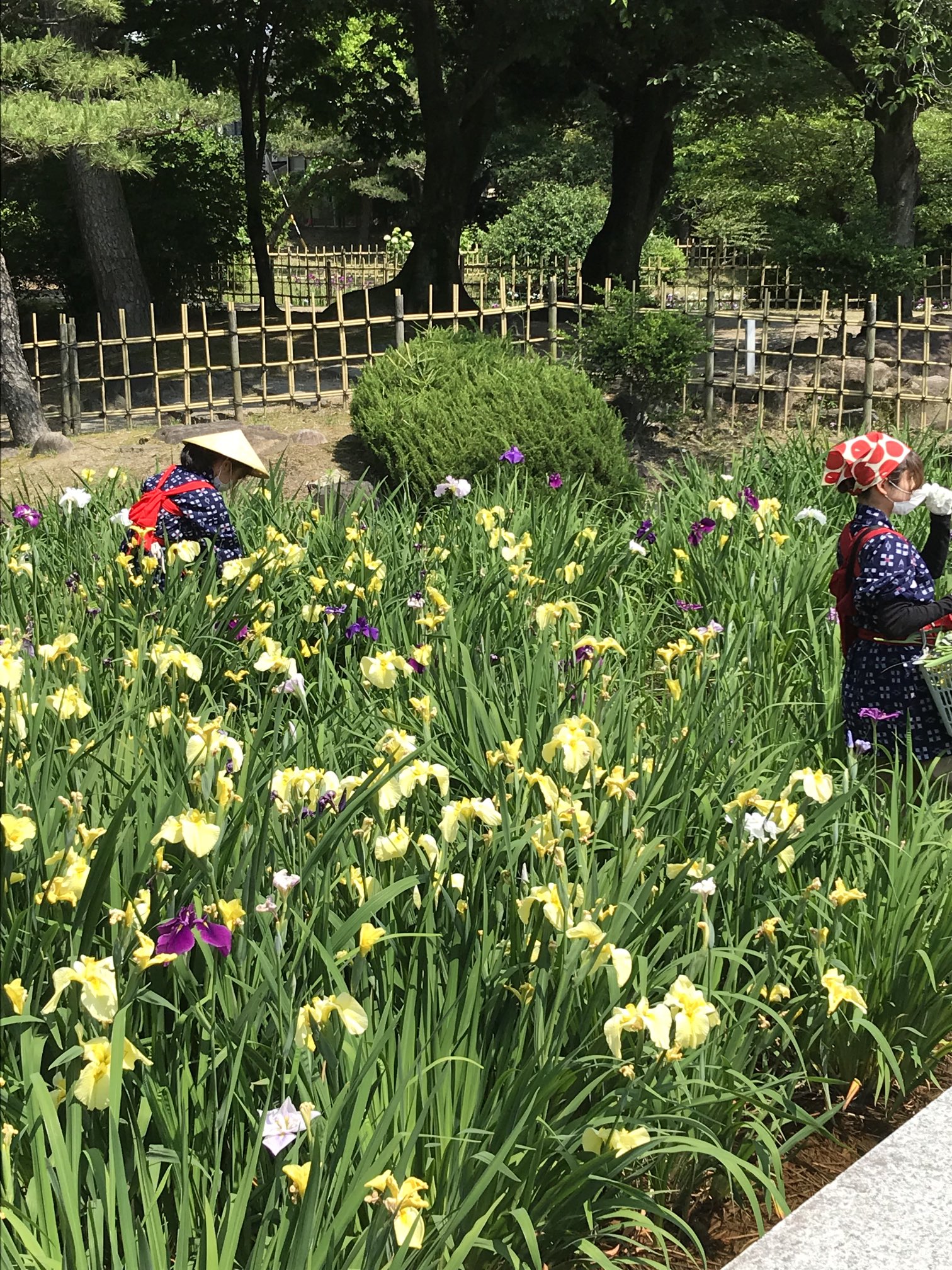鳰 鶴舞公園 花菖蒲も美しかったし 花がら摘みのお姉さん達が素敵でした T Co Ijxwwyoiqh Twitter
