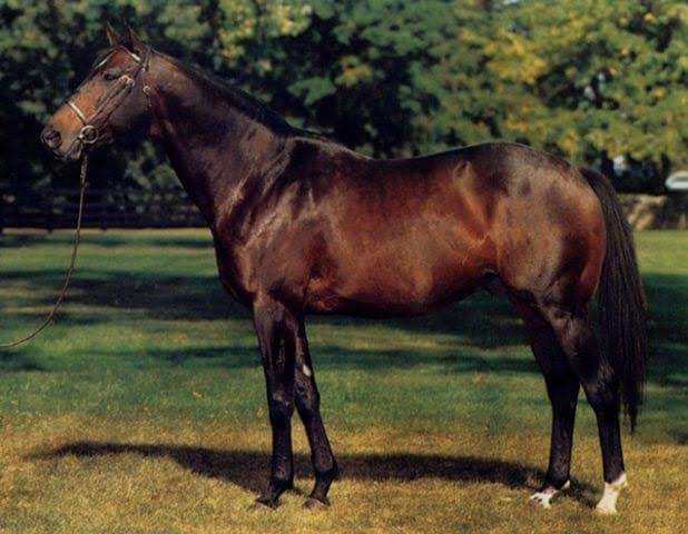 HORSERACING1002's tweet photo. CANNONADE (USA) 1971
(BOLD BIDDER - QUEEN SUCREE BY RIBOT) #Cannonade https://t.co/xSvheYTs6s