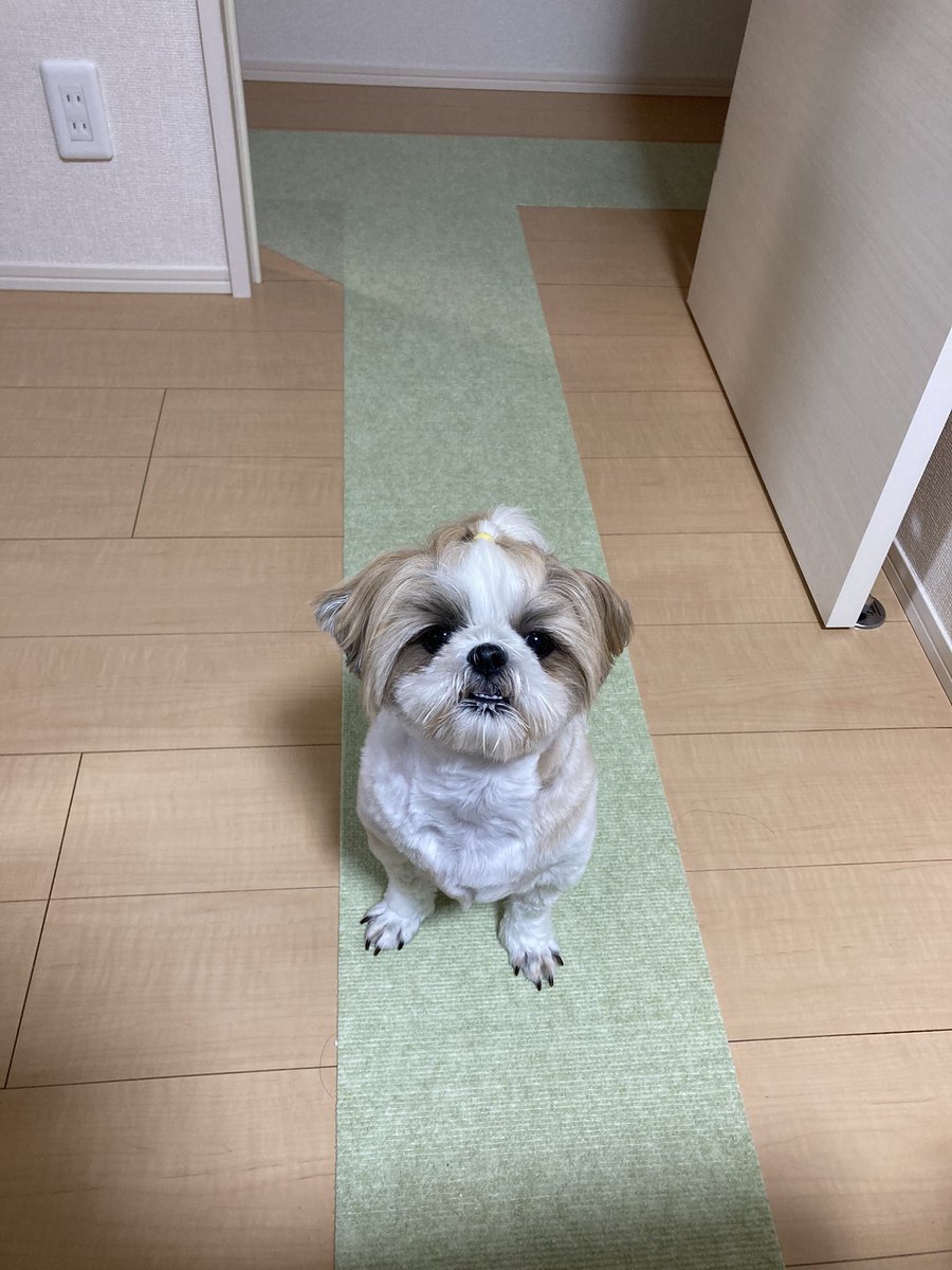こつぶ シーズー犬 Kotsubumamama Twitter
