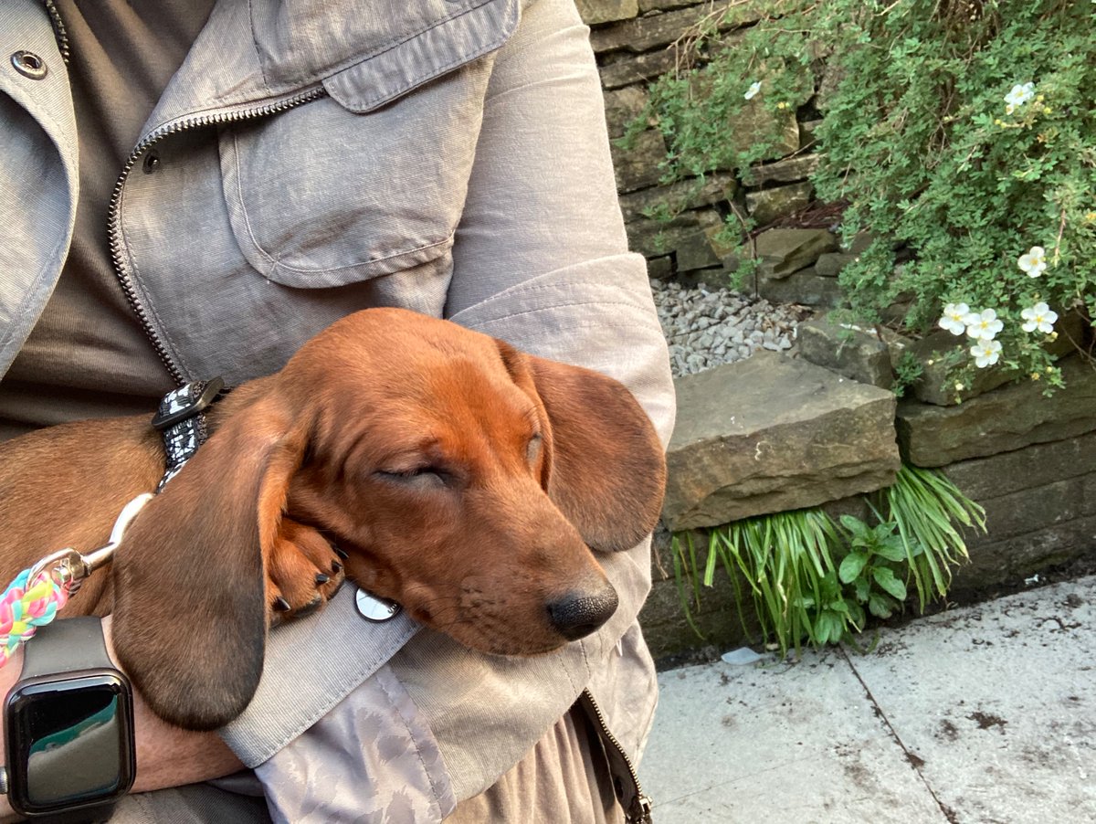 Freckle55549746's tweet photo. Baby sausage 😍
Winnie 🐶🌭🥰
#dachshund https://t.co/XBjkvDyvfV