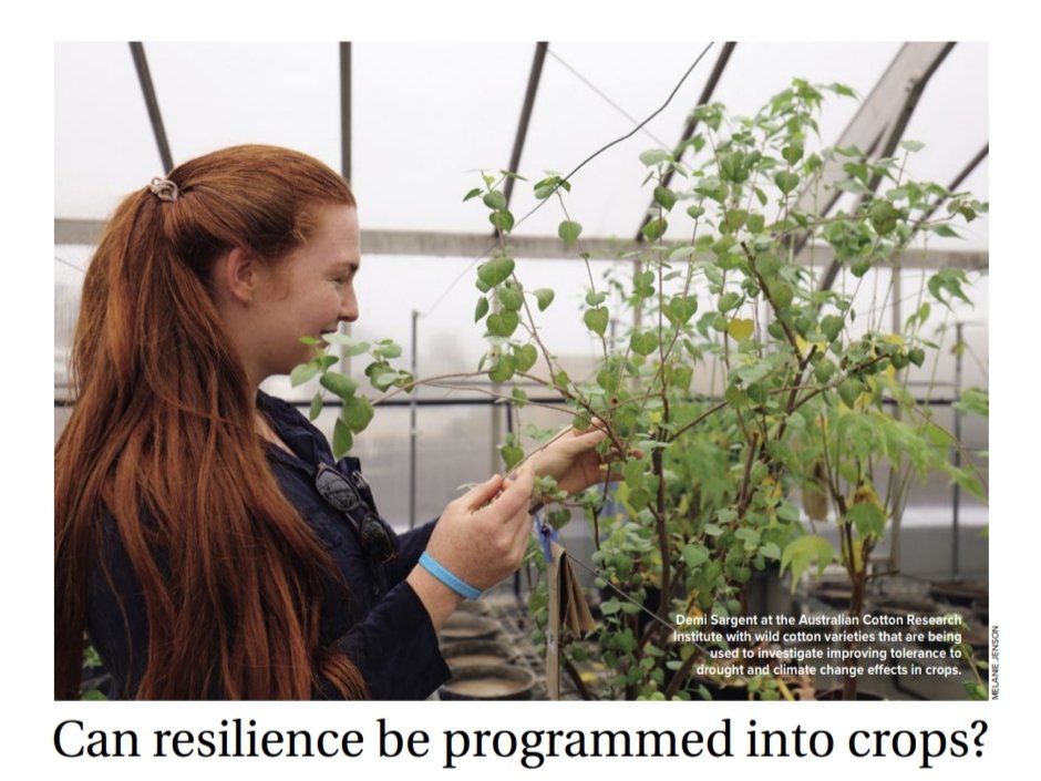 Thanks <a href="/Jenson_Melanie/">Melanie Jenson</a> for featuring my research in the latest <a href="/CottonResearch/">CRDC</a> Spotlight magazine! 🤩

You can read about my obsession with the wild #gossypium species &amp; my goals of uncovering their #heat &amp; #drought tolerance traits for #cotton here: crdc.com.au/publications/s…