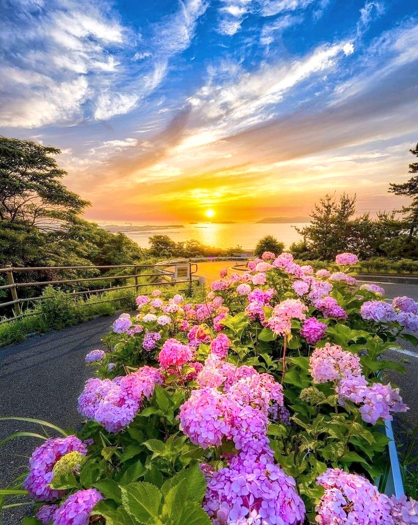 Beautiful morning to all 🌸💛🌸