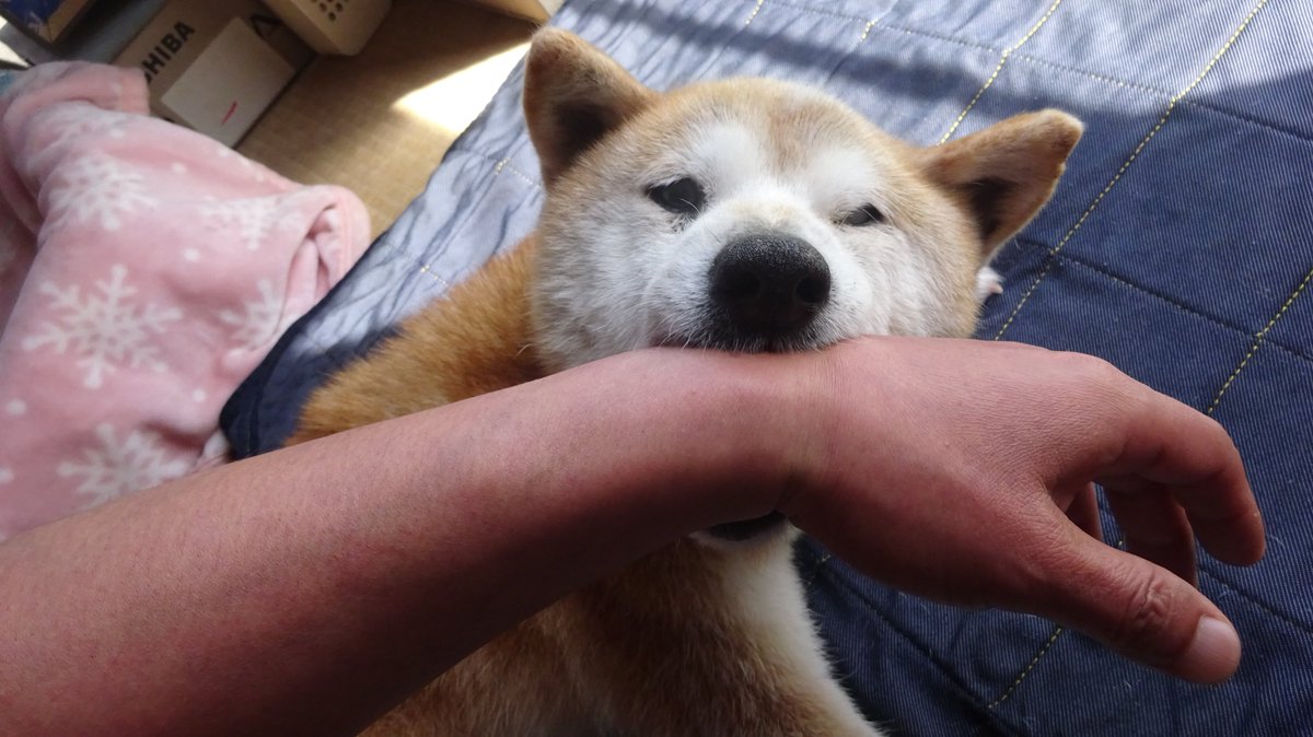 Inosemarine Nurukakkei Twitter