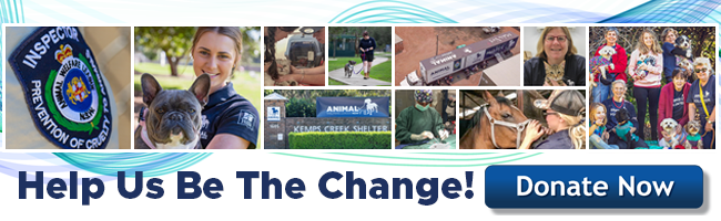 𝗪𝗲 𝗻𝗲𝗲𝗱 𝘆𝗼𝘂𝗿 𝗵𝗲𝗹𝗽 𝘁𝗼 𝗰𝗼𝗻𝘁𝗶𝗻𝘂𝗲 𝗼𝘂𝗿 𝘄𝗼𝗿𝗸. 𝗖𝗮𝗻 𝘄𝗲 𝗿𝗲𝗹𝘆 𝗼𝗻 𝘆𝗼𝘂? Choose to make a tax-deductible donation this tax time and help support vulnerable animals that will need our help this winter. Donate now: bit.ly/awlnsw