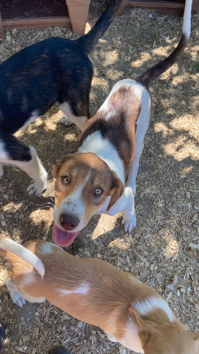 Finally going to pick up my little pupper today! I can’t wait for him to arrive 🥰