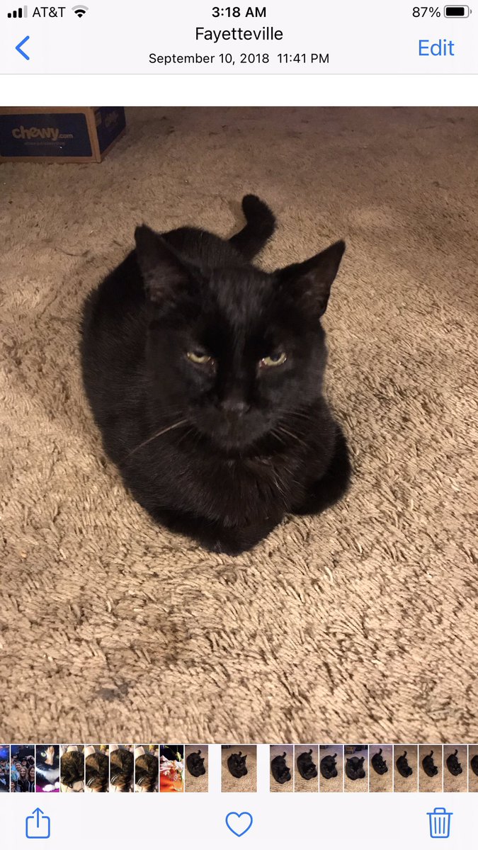 <a href="/JoPlumridge/">Jo Plumridge</a> Smudge is amazing.  I would love to have Snudge. I still have my black kitty Guinness also 19. He has hyperthyroidism , loosing weight( meds twice a day) but sweet as always and trouping on, he’s the kitty love of my life