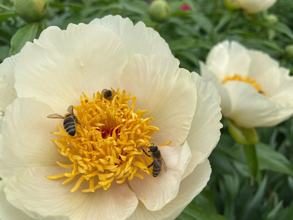 Дарья Табарданова tweet media