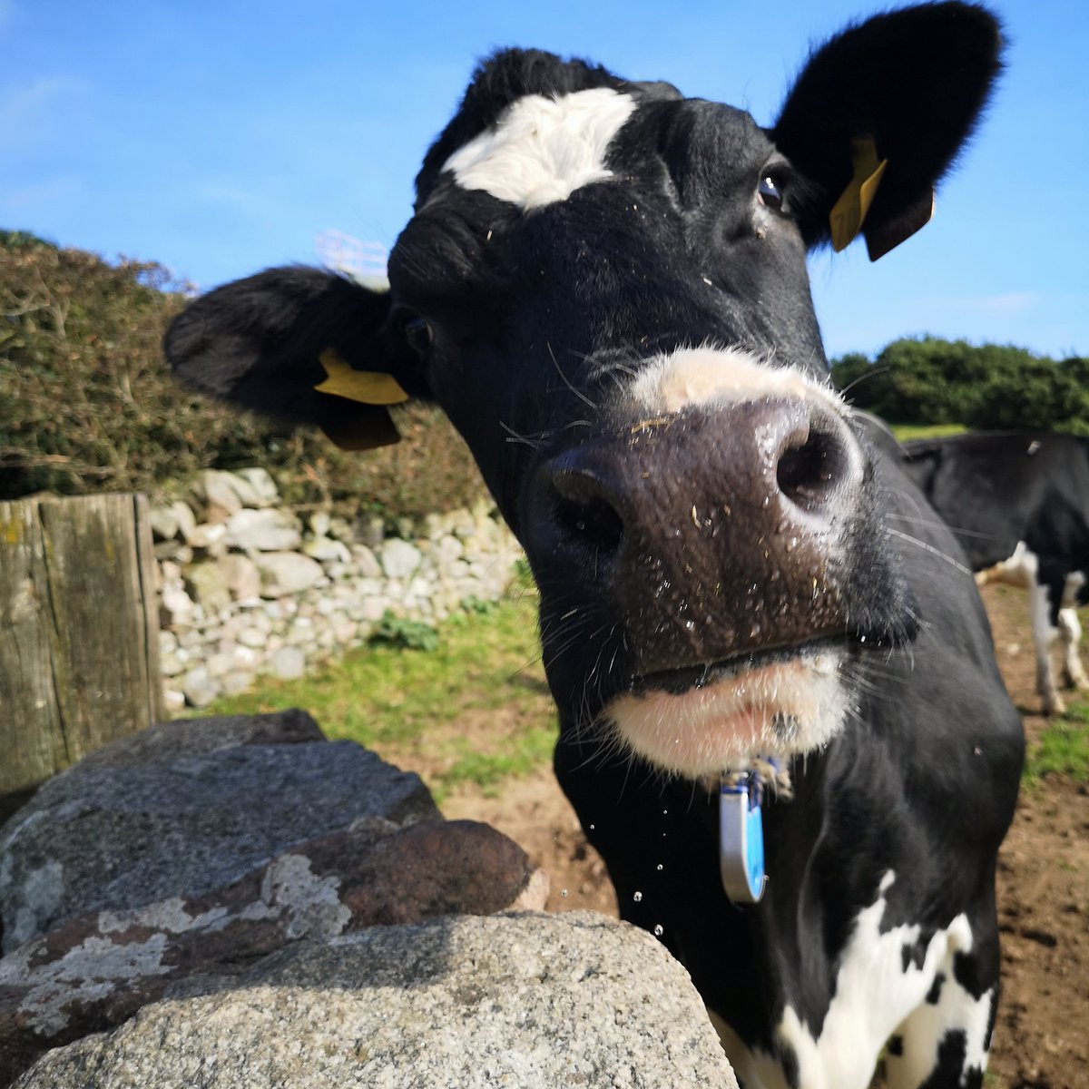 Good moo-ing.

It's #worldmilkday2021

Did you know milk is 90% water and helps to rehydrate the body.

Milk is a super food 💪💪💪
