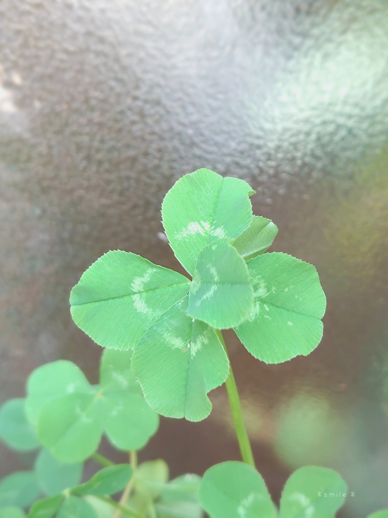 ゆうこ Can You See How Many Leaves It Has 何枚 In The Language Of Flowers The Six Leaf Clover Means Love Hope Health Wisdom And Glory 六つ葉のクローバー T Co Dtejz6d1xv Twitter